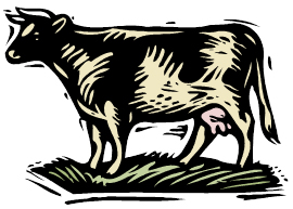 Cow copy Picture of a cow